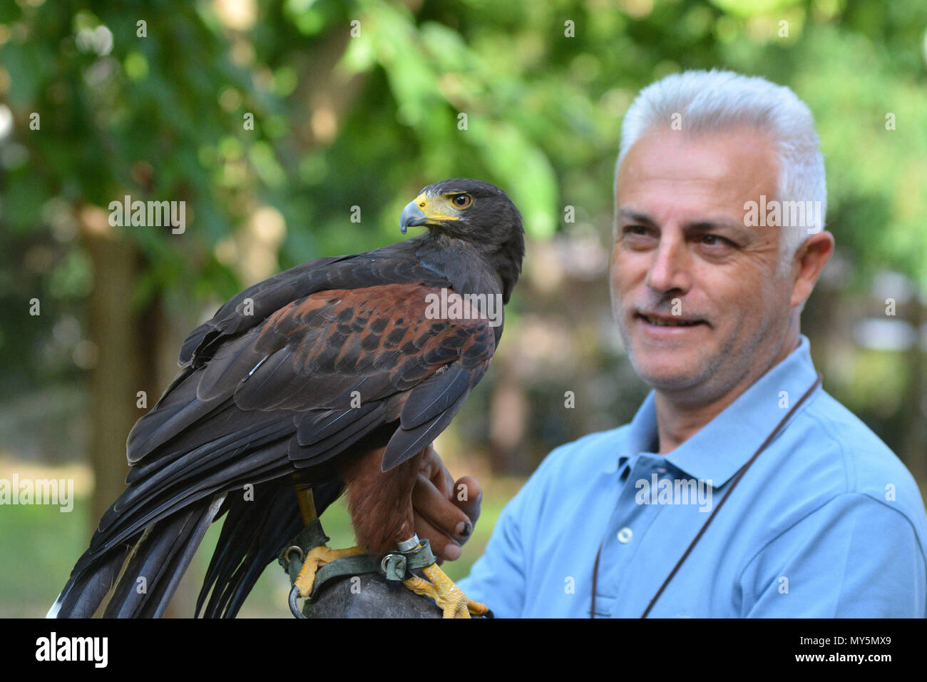 (180606) -- LARISSA, 6 giugno 2018 (Xinhua) -- George Christodoulou, un impiegato municipale, treni di Harris hawk in Larissa, Grecia, Giugno 5, 2018. La Harris il falco è particolarmente addestrato a cacciare gli uccelli in modo che la città rimane pulito da escrementi di volatili. (Xinhua/Apostolos Domalis) (djj) Foto Stock