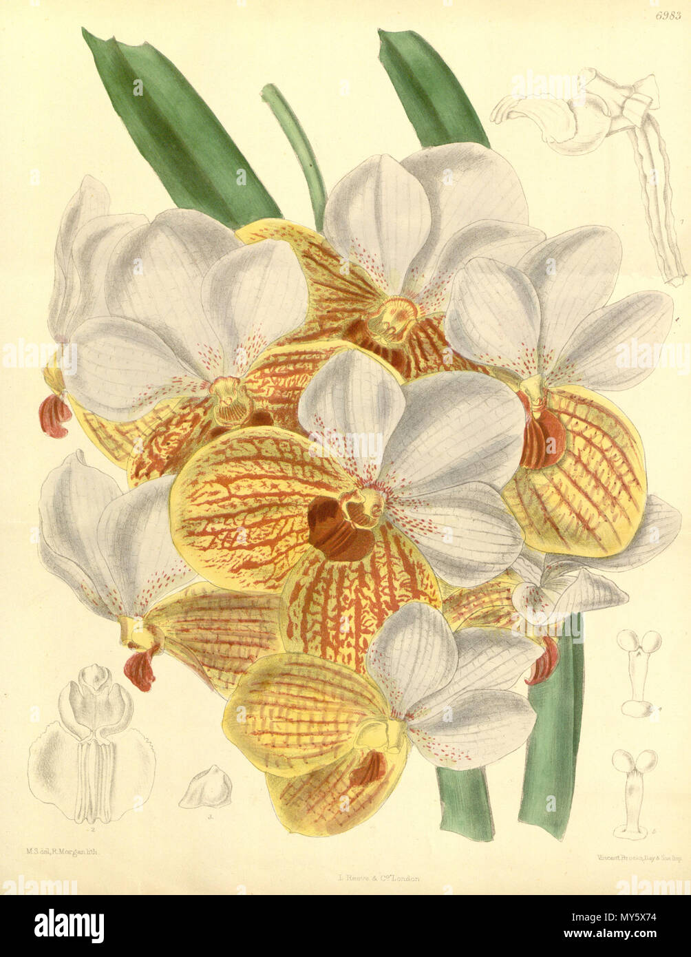 . Illustrazione di Euanthe sanderiana (come syn. Vanda sanderiana) . 1888. M. S. del. ( = Matilda Smith, 1854-1926), R. Morgan lith. Descrizione da Joseph Dalton Hooker (1817-1911) 170 Euanthe sanderiana (come Vanda sanderiana) - Curtis' 114 (Ser. 3 no. 44) pl. 6983 (1888) Foto Stock