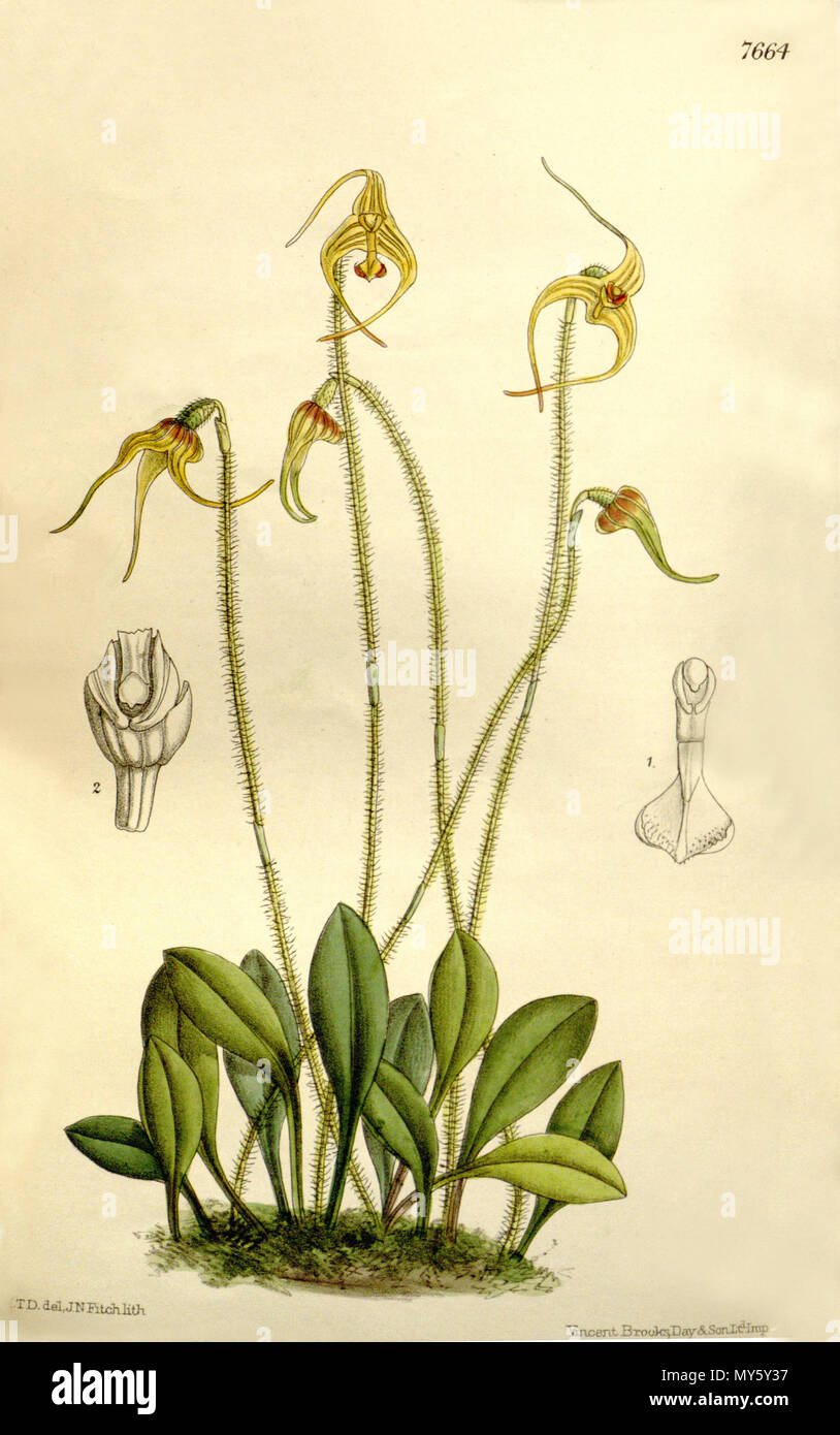 . Illustrazione di Porroglossum muscosum (come syn. Masdevallia muscosa) . 1899. H. T. D. (?)del., J. N. Fitch lith. ( = John Nugent Fitch, 1840-1927) Descrizione da Joseph Dalton Hooker (1817-1911) 430 Porroglossum muscosum (come Masdevallia muscosa) - Curtis' 125 (Ser. 3 no. 55) pl. 7664 (1899) Foto Stock