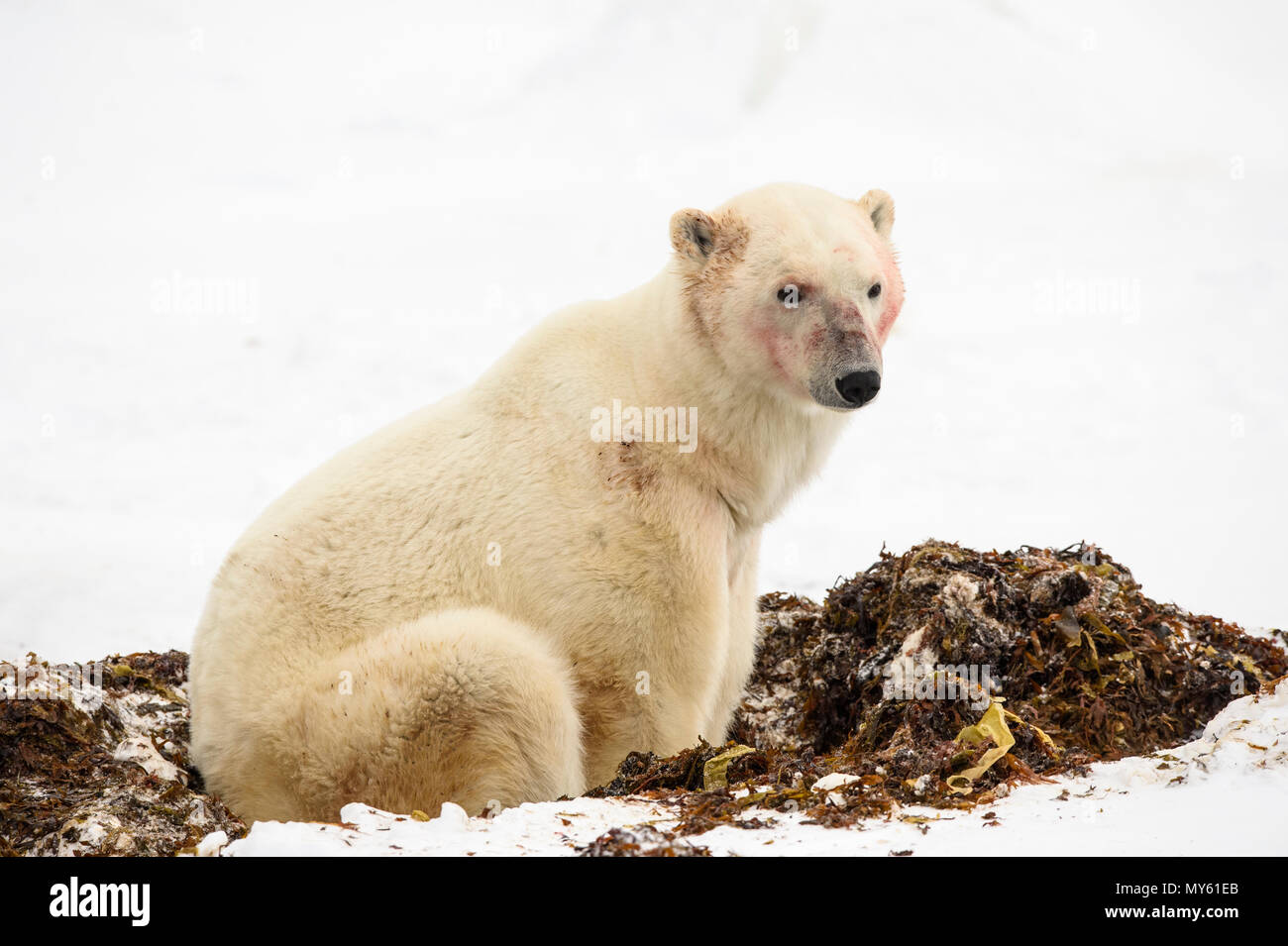 Orso polare (Ursus maritimus) singoli con il volto insanguinato poco dopo un pasto, Wapusk National Park, Cape Churchill, Manitoba, Canada Foto Stock
