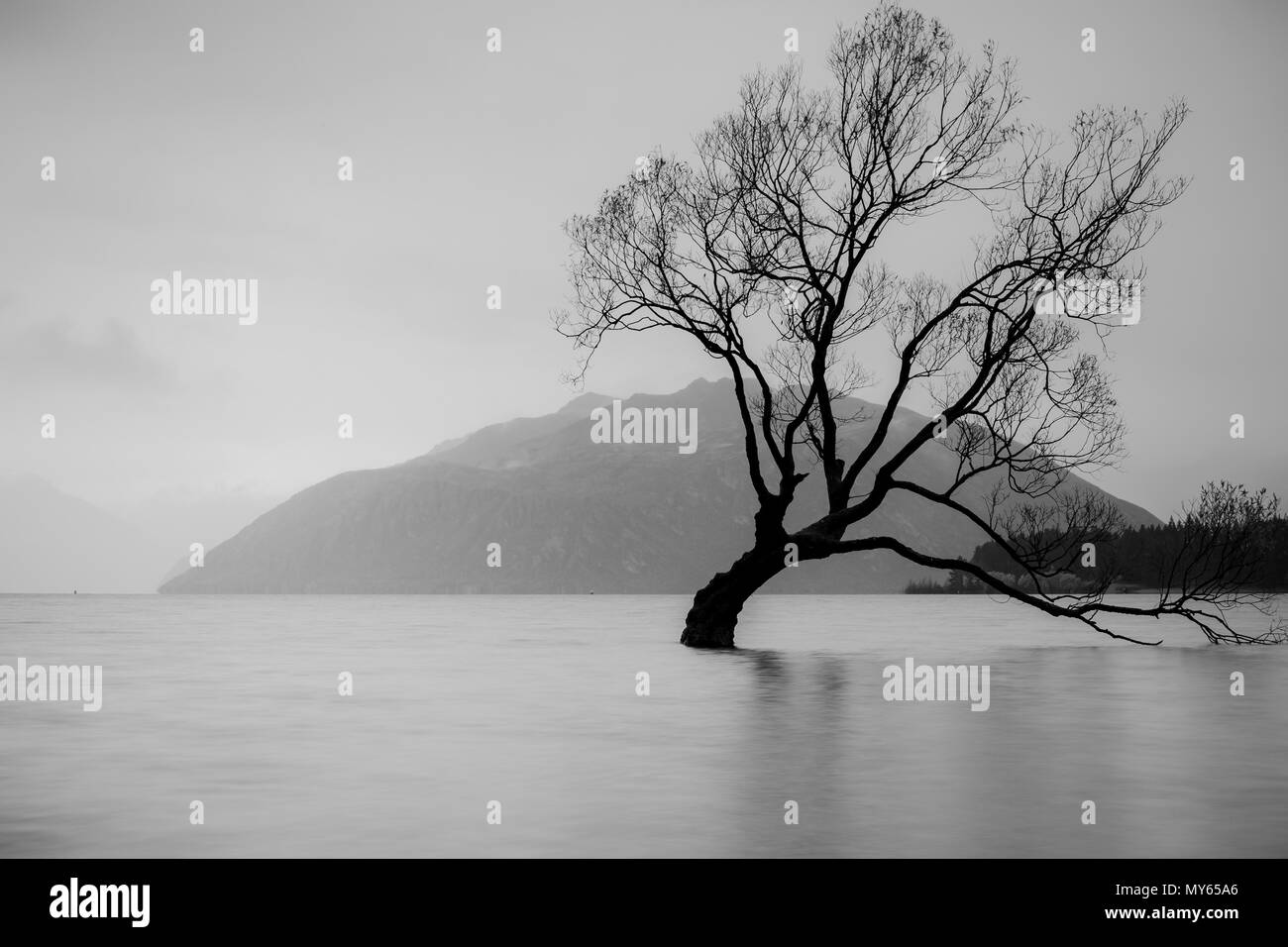 La struttura ad albero nel Lago Wanaka, South Island, in Nuova Zelanda, paesaggio Foto Stock