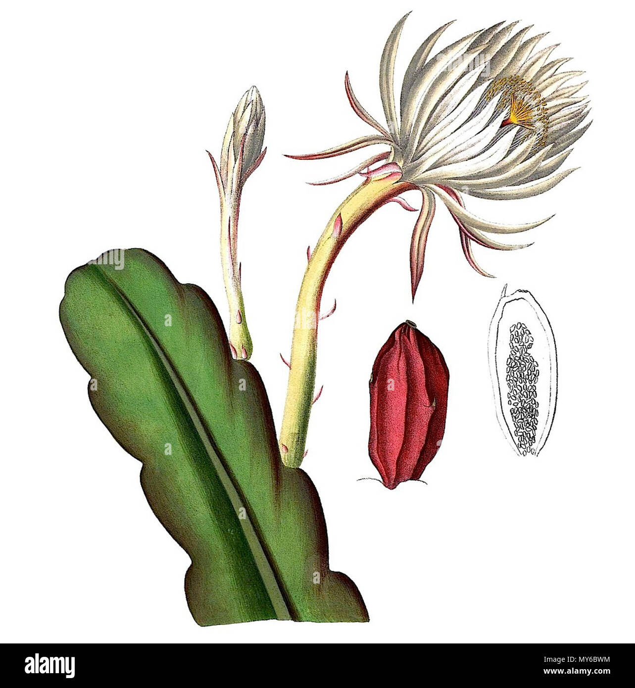 . Inglese: Epiphyllum hookeri . 1843. Il dott. L. Pfeiffer & P. Otto Peter A. Mansfeld per l'immagine filtred. 165 Epiphyllum hookeri pm1 Foto Stock