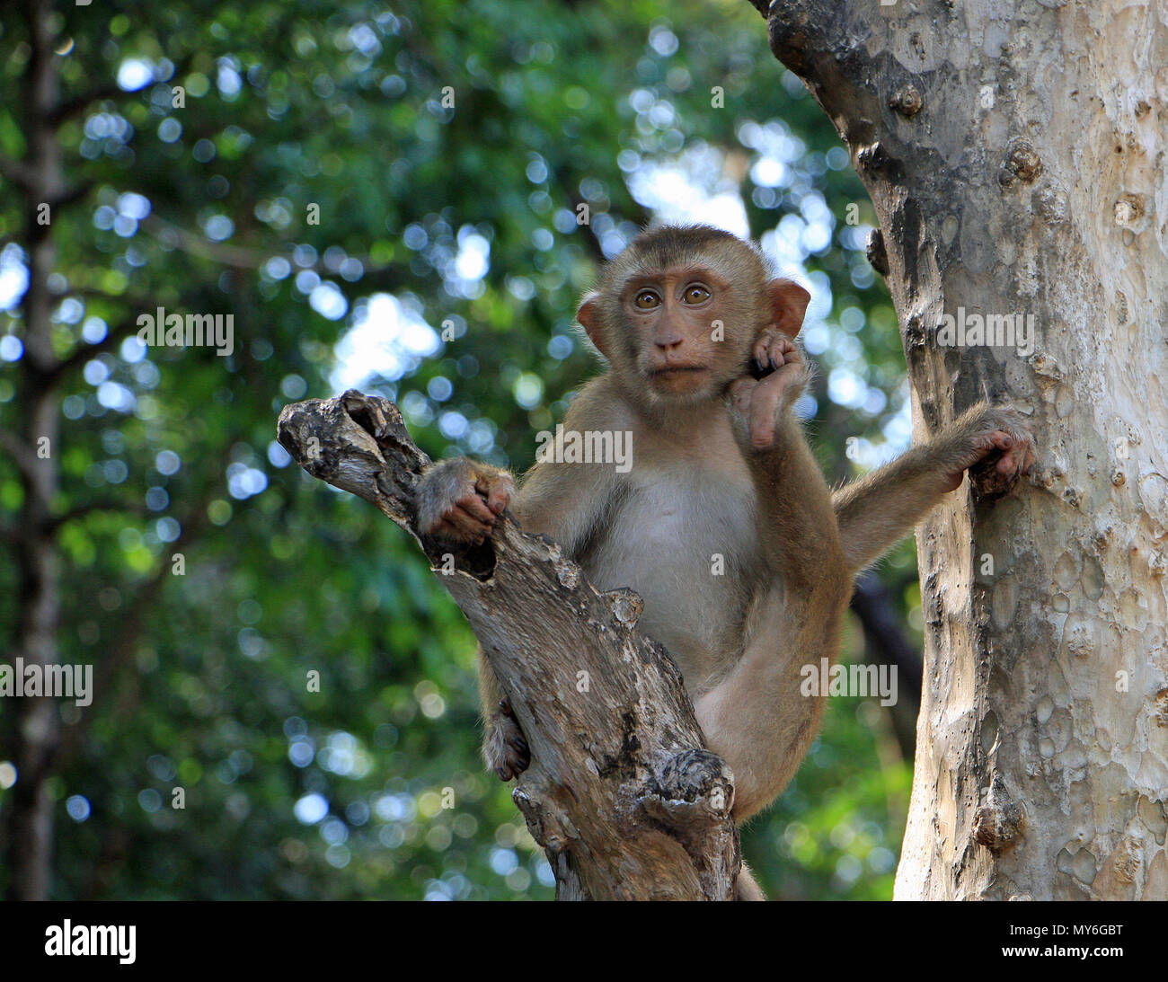 Un bambino monkey giocando in una struttura ad albero che poggia il capo sul suo piede. Egli ha una espressione pensosa. Foto Stock