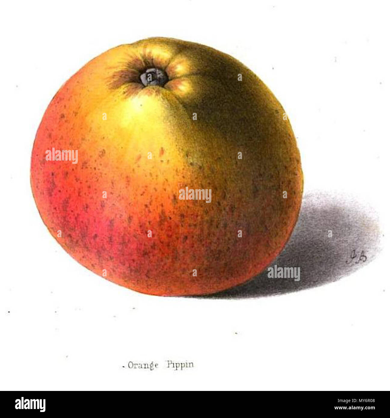 . Inglese: Disegno di un Cox's Orange Pippin da anonimo: Cox's Orange Pippin Apple in: Il fioraio Office (Hg.): Il fioraio, Fruitist e giardino Miscellanea, Volume 11 London 1858, p. 321 . 4 gennaio 2013, 22:12:26. Sconosciuto 126 Cox Orange orticoltura Foto Stock