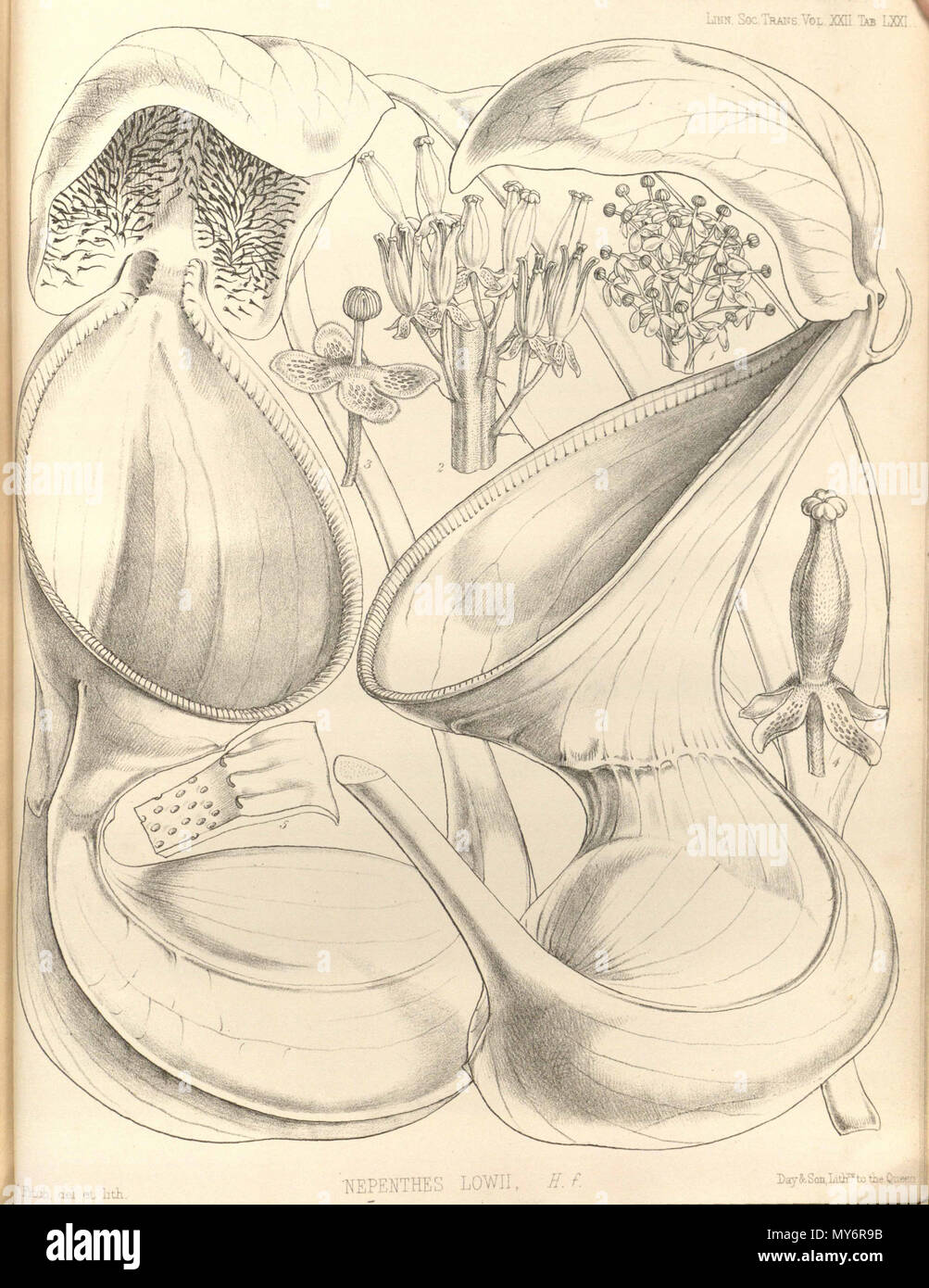. Inglese: Nepenthes lowii da operazioni della Linnean Society di Londra, vol. 22: t. 71 (1859) [W.H. Fitch] . Il 15 febbraio 2013, 00:49:49. W.H. Fitch 384 Nepenthes lowii - Operazioni della Linnean Society di Londra (1859) Foto Stock