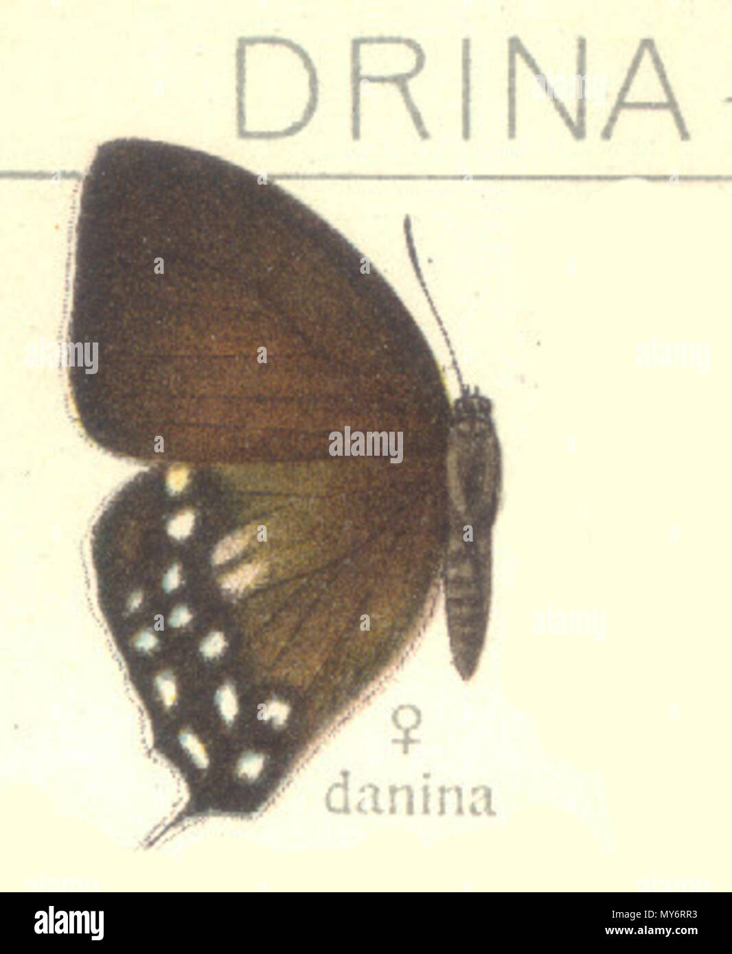 . Inglese: Drina donina come danina [sic] in Seitz, Macrolepidoptera Erde Vol. 9, Pl. 160. 11 marzo 2013, 16:34:01. Adalberto Seitz 144 Donina exSeitzPlate160 Foto Stock