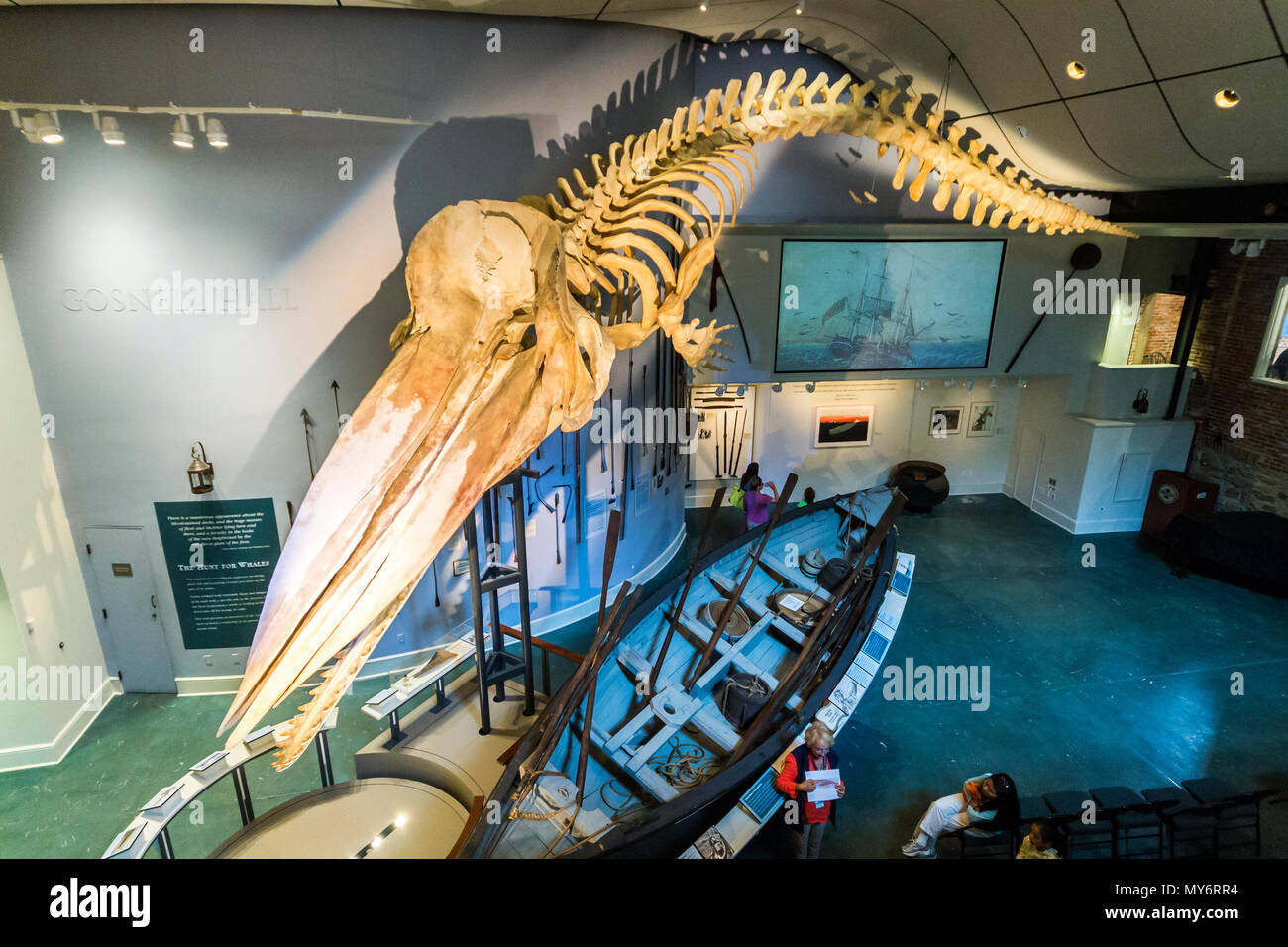 Nantucket, Massachusetts. Scheletro completo di un 46-piede (14) Misuratore di bull capodoglio sospesa dal soffitto di Nantucket Whaling Museum, origi Foto Stock