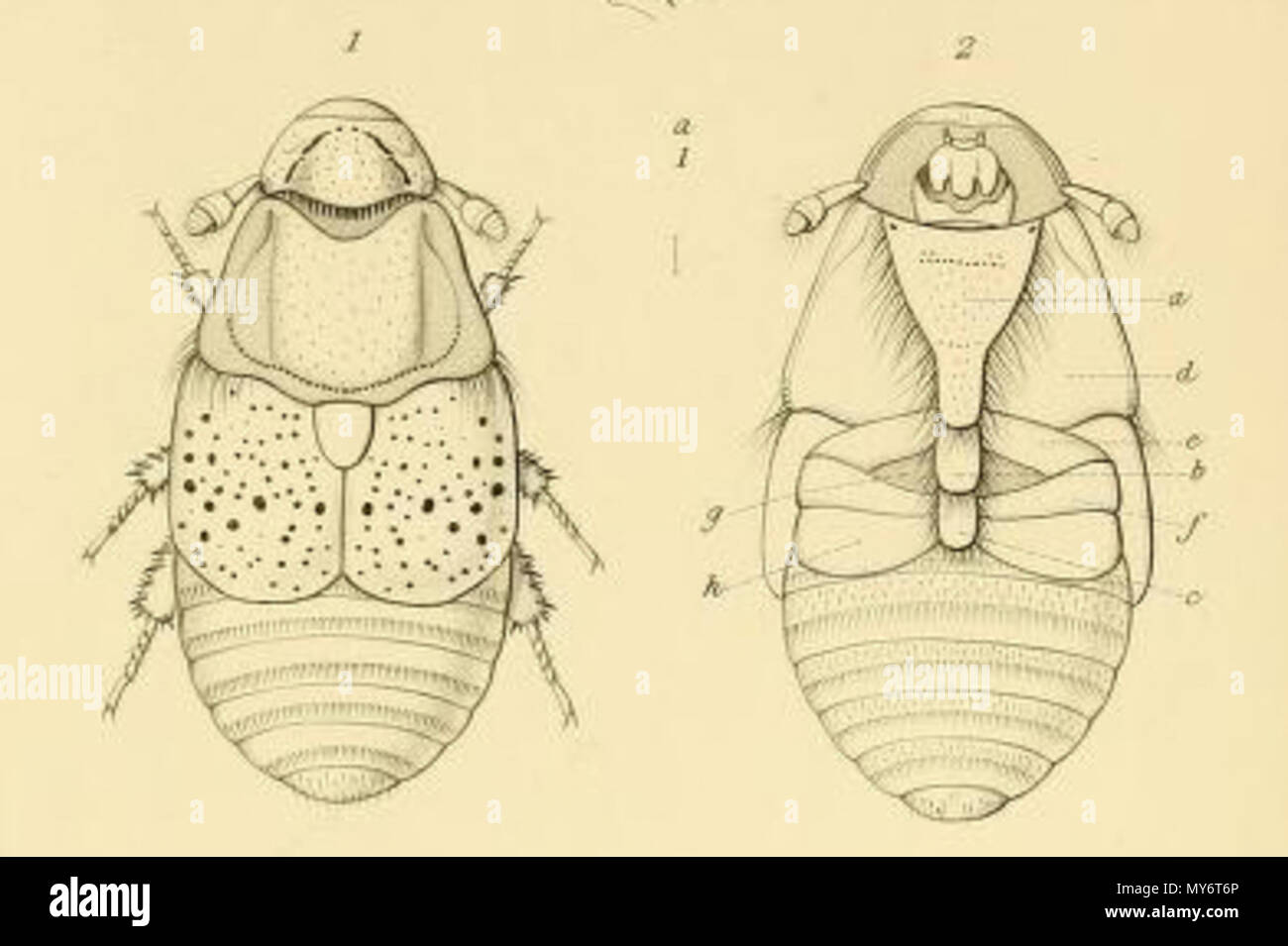 . Français : Platypsyllus castoris ; Platypsyllus castoris illustrazione publiée dans les Annales de la Société Entomologique de France en 1884 série 6? N° 4 . 29 aprile 2013, 19:48:57. Sconosciuto 426 Platypsyllus castoris annales1883 Foto Stock