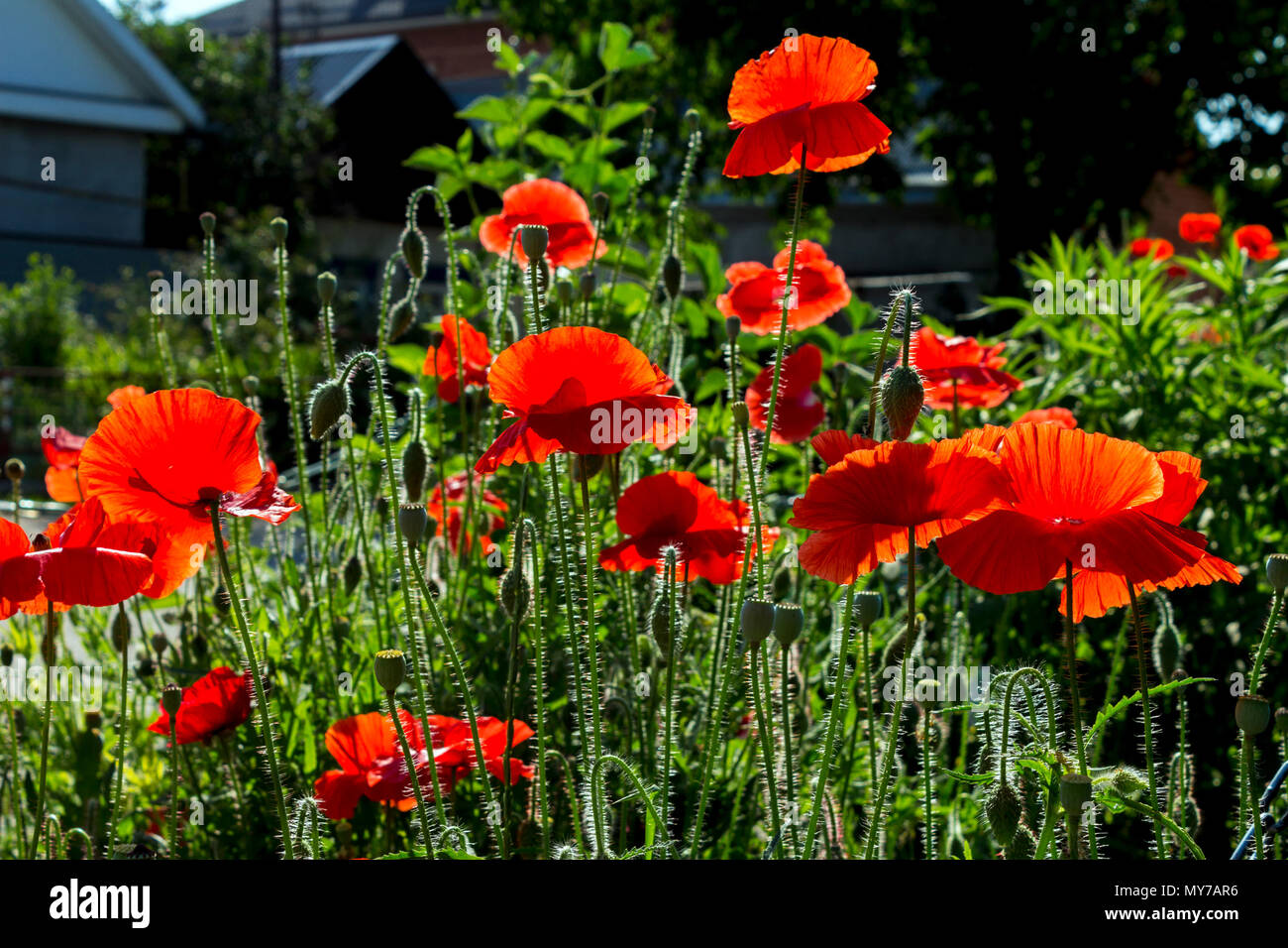 Bella luminosa papavero rosso fiori d'estate. Foto Stock