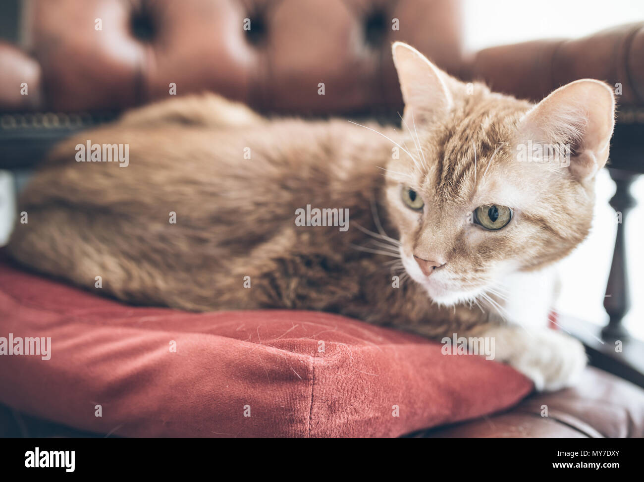 Close-up di zenzero cat rilassante sulla poltrona chesterfield Foto Stock