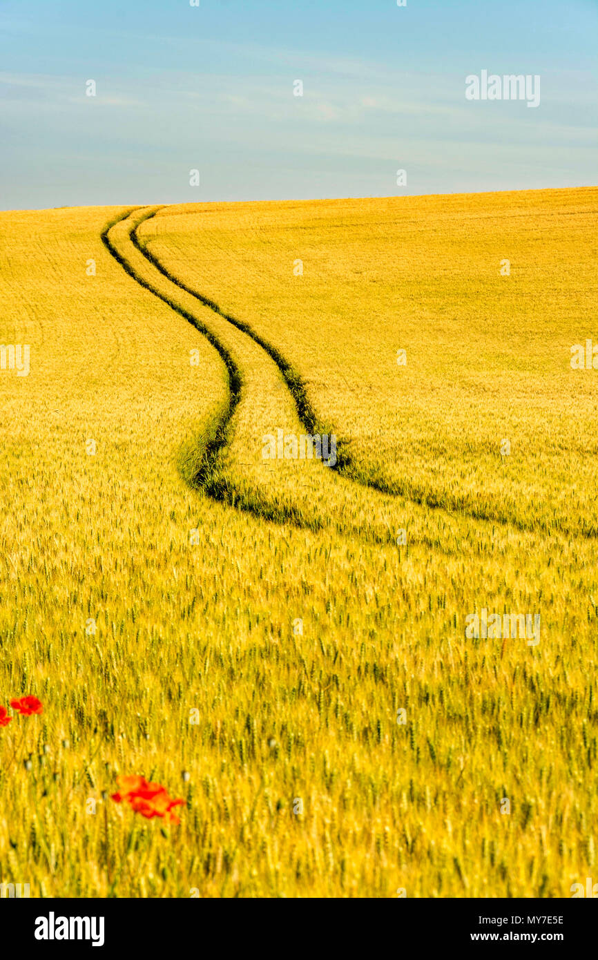 Tracce di pneumatici nel mezzo di un campo di mais, Puy de Dome reparto, Auvergne Rhone Alpes, Francia Foto Stock