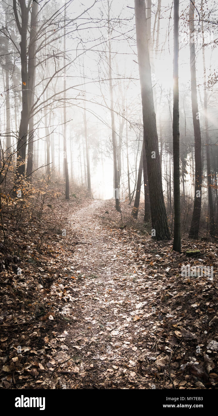 Un sentiero che conduce attraverso una incantato, foggy forest nella luce del sole. (Germania) Foto Stock