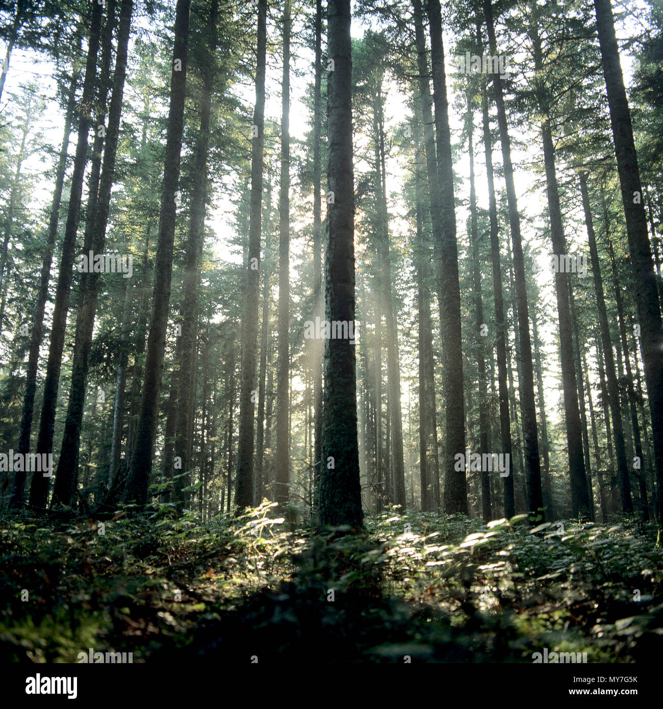 Tronco di albero in una foresta di una foresta francese Foto Stock