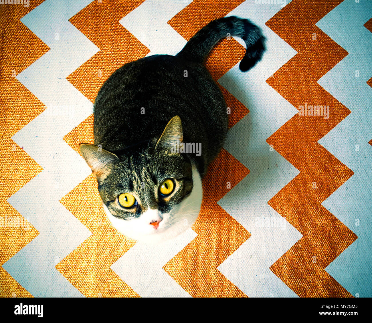Simpatico gatto da tabby che esplora un vivace tappeto a zigzag arancione e bianco all'interno Foto Stock