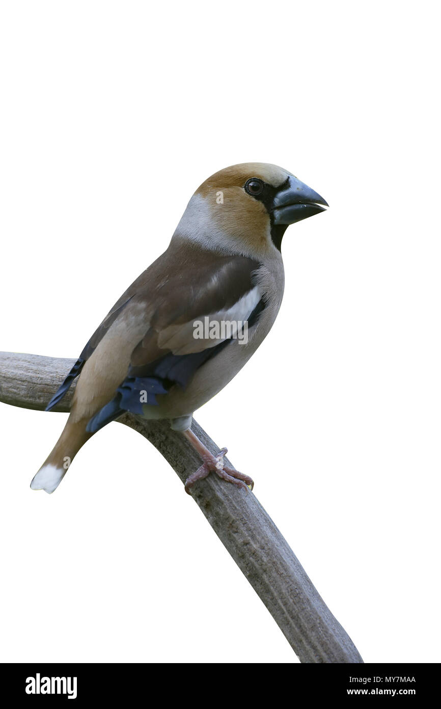 Hawfinch, Coccothraustes coccothraustes , singolo uccello sul ramo, Bulgaria, Aprile 2017 Foto Stock