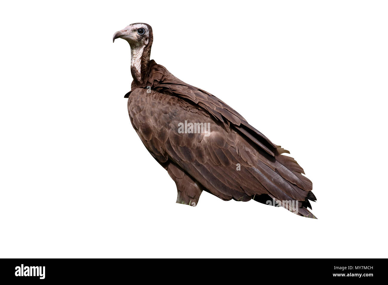 Hooded vulture, Necrosyrtes monachus, singolo uccello sul pavimento, Gambia, Marzo 2017 Foto Stock