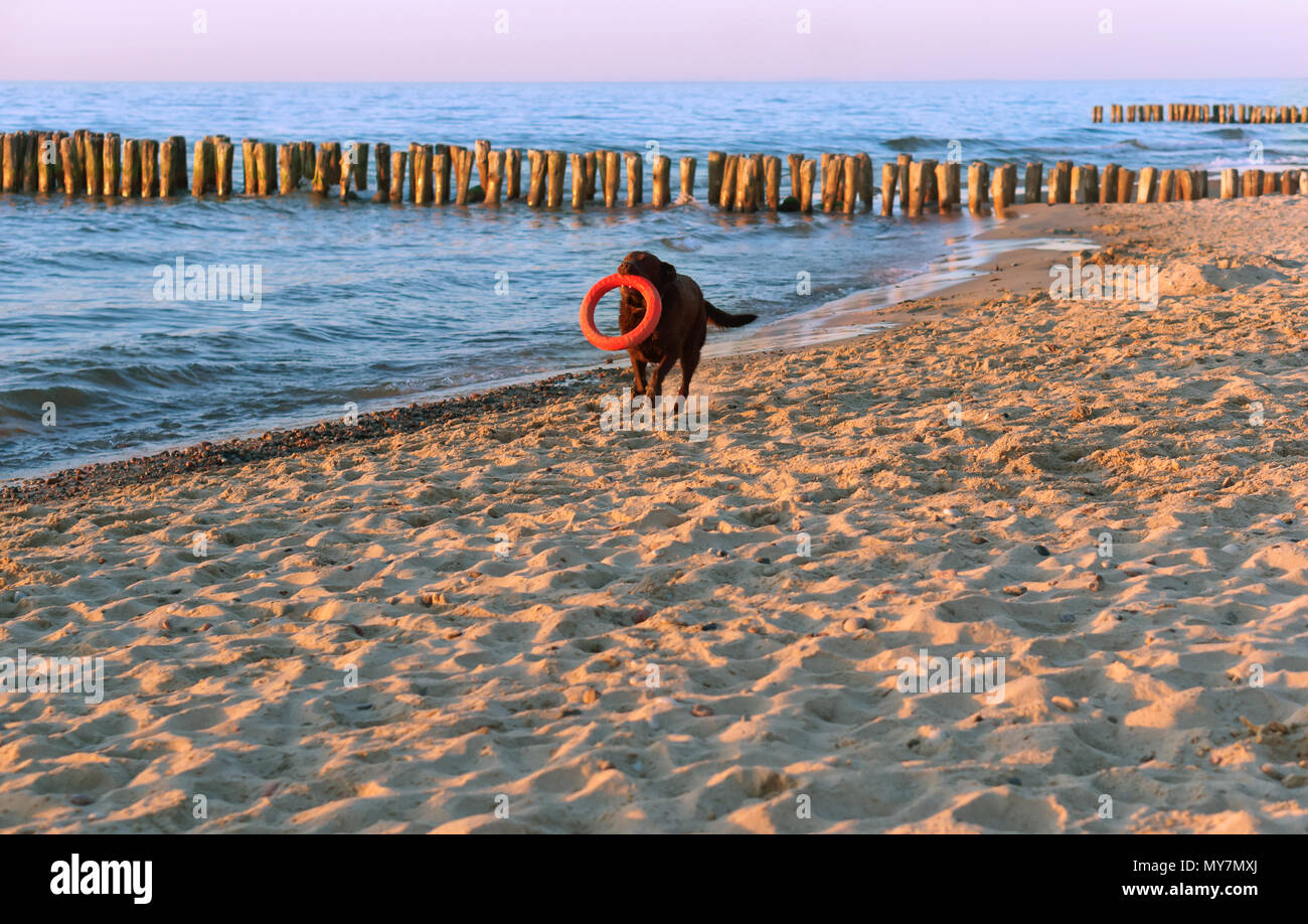 Cane che corre sulla spiaggia, cane giocando sulla spiaggia, grande dark dog sulla costa Foto Stock