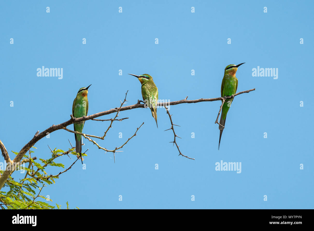 Tre gruccioni seduto su un albero. Foto Stock