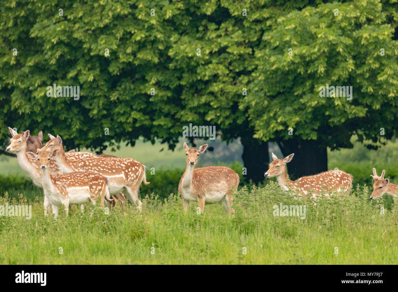 Daini (Dama Dama), a NT Charlecote Park, Warwickshire, Regno Unito, nel parco e bosco ambiente Foto Stock