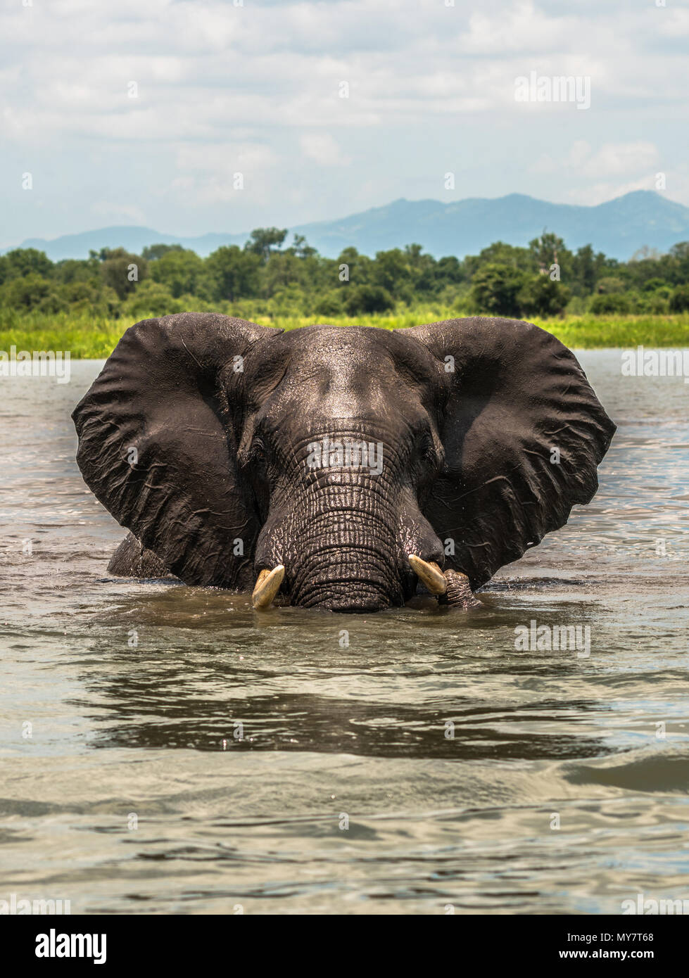 Elefante in acqua e di attraversare un fiume Foto Stock