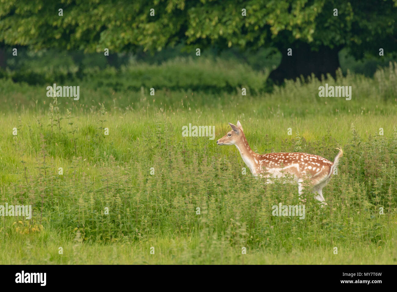Daini (Dama Dama), a NT Charlecote Park, Warwickshire, Regno Unito, nel parco e bosco ambiente Foto Stock