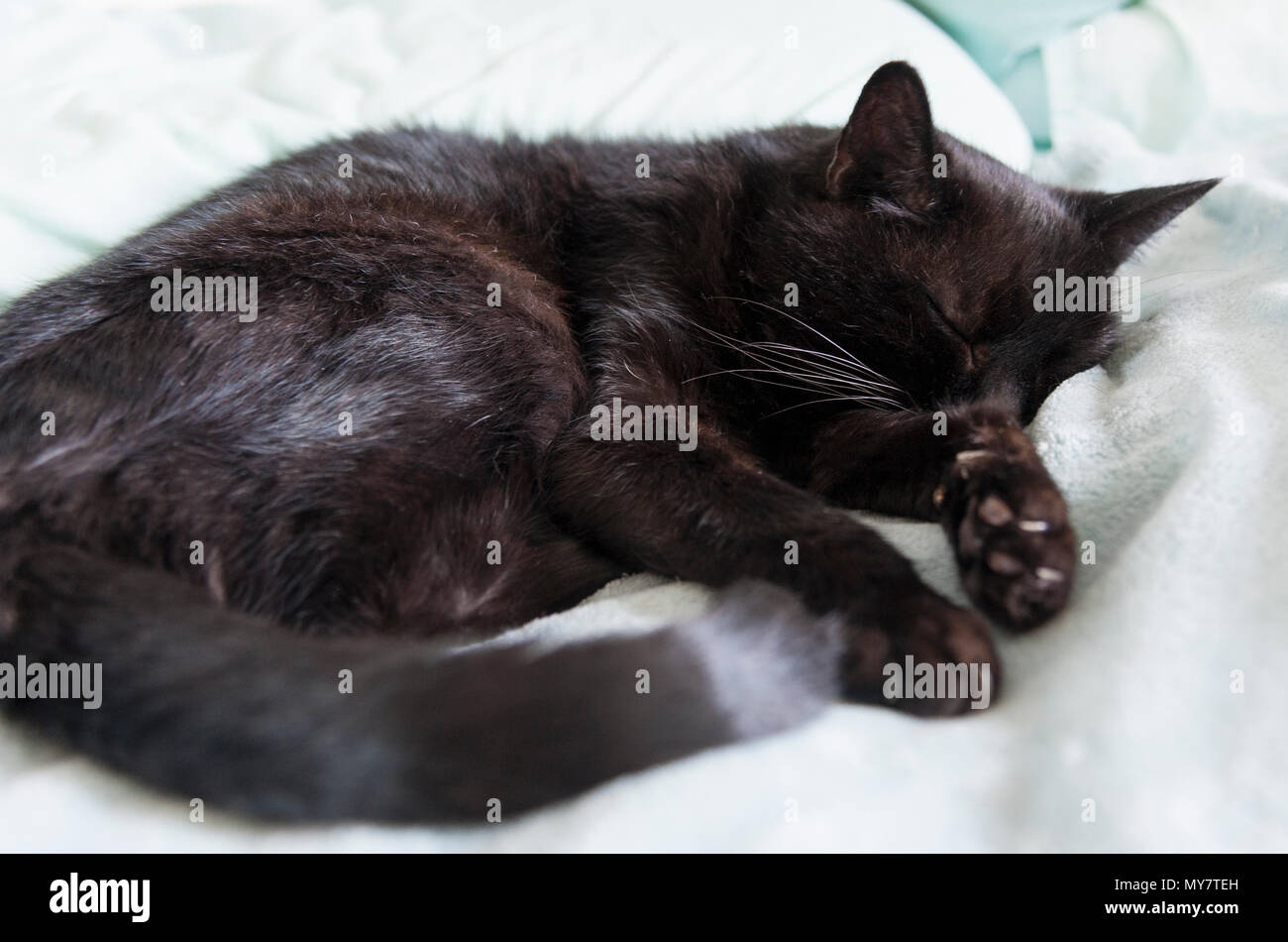 Salvataggio vecchio gatto dorme in comfort. Foto Stock