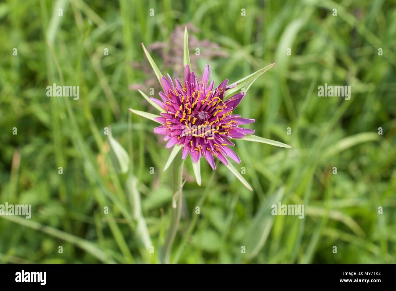 Viola di capra al fiore della barba Foto Stock