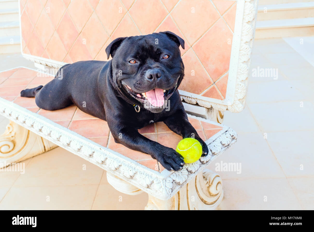Felice black Staffordshire Bull Terrier cane giacente su un banco di pietra con una palla da tennis guardando la telecamera Foto Stock