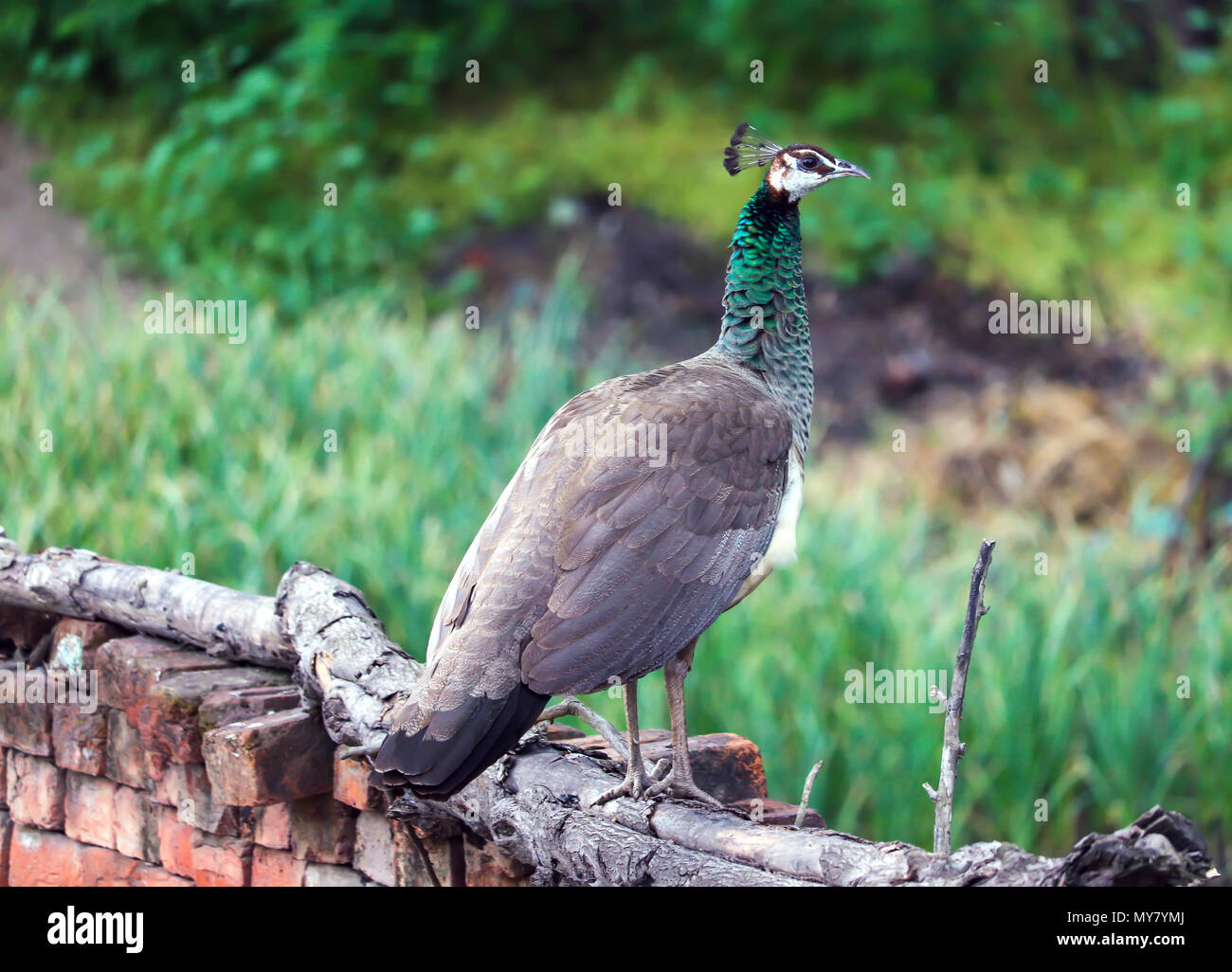 Un Peahen il roaming al di fuori della mia casa in Jalandhar, Punjab. Foto Stock