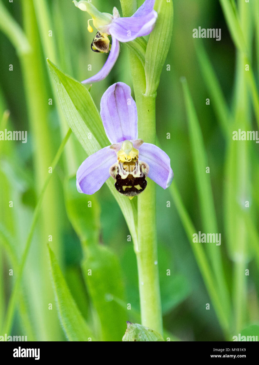 Bee Orchid (Ophrys apifera) Foto Stock