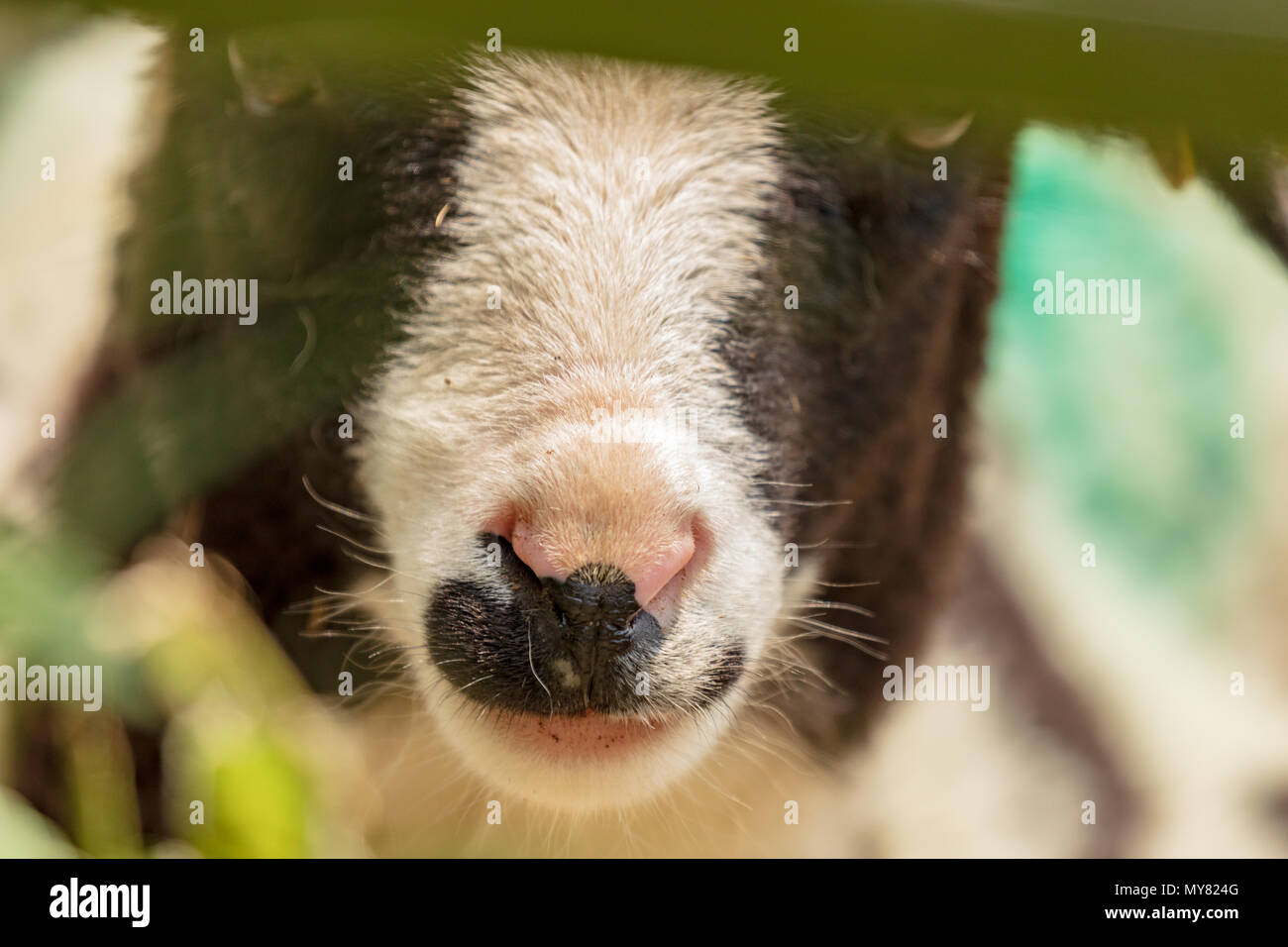 Close-up verticale di un agnello Giacobbe guardando attraverso un recinto con naso iscrizioni in dettaglio Foto Stock