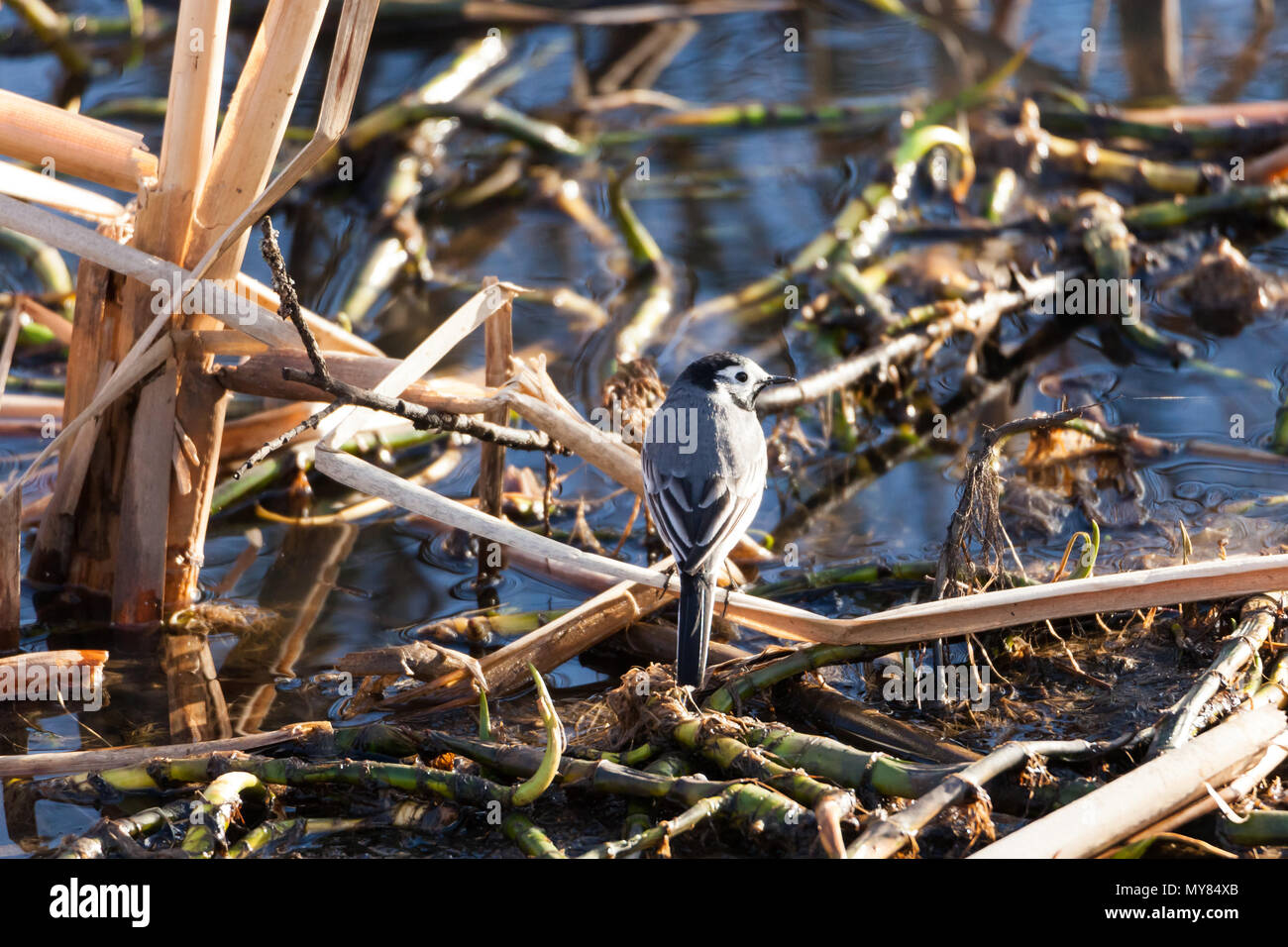 Wagtail bird in prossimità di acqua Foto Stock