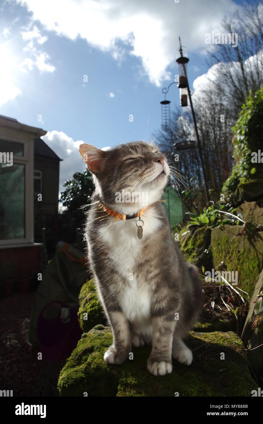 Tabby cat in giardino Foto Stock