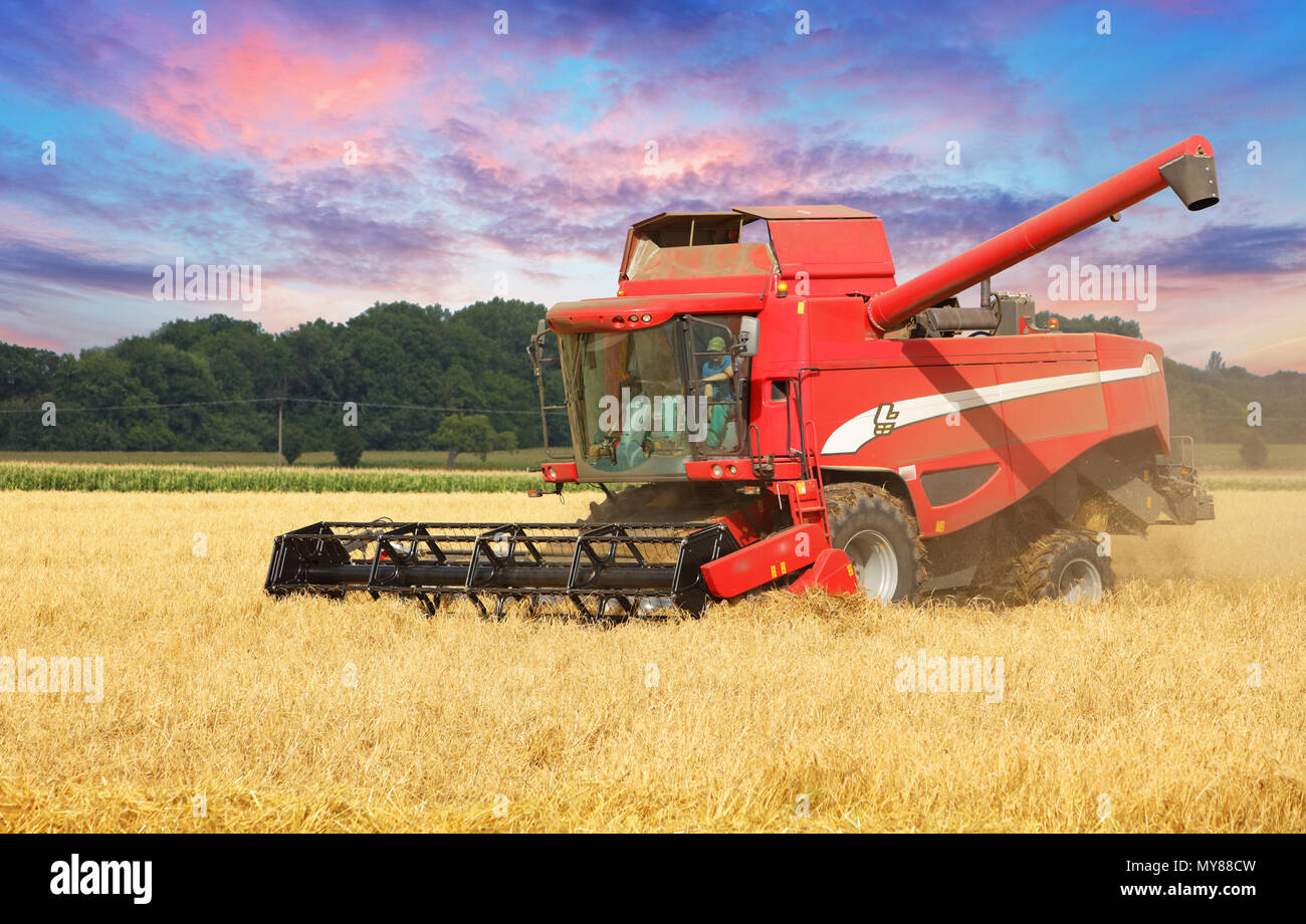 Mietitrebbia in campo di grano. Foto Stock