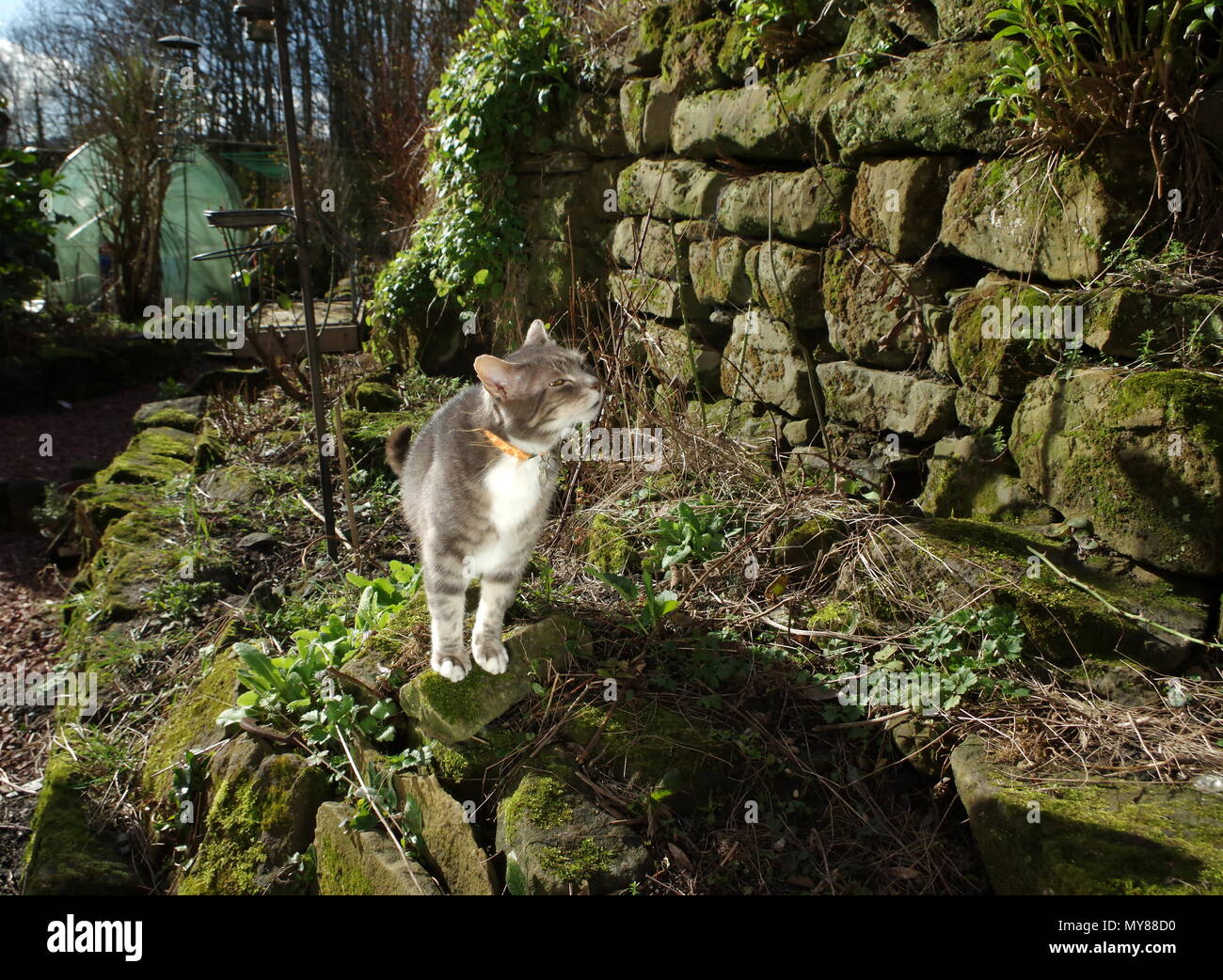 Tabby cat in giardino Foto Stock