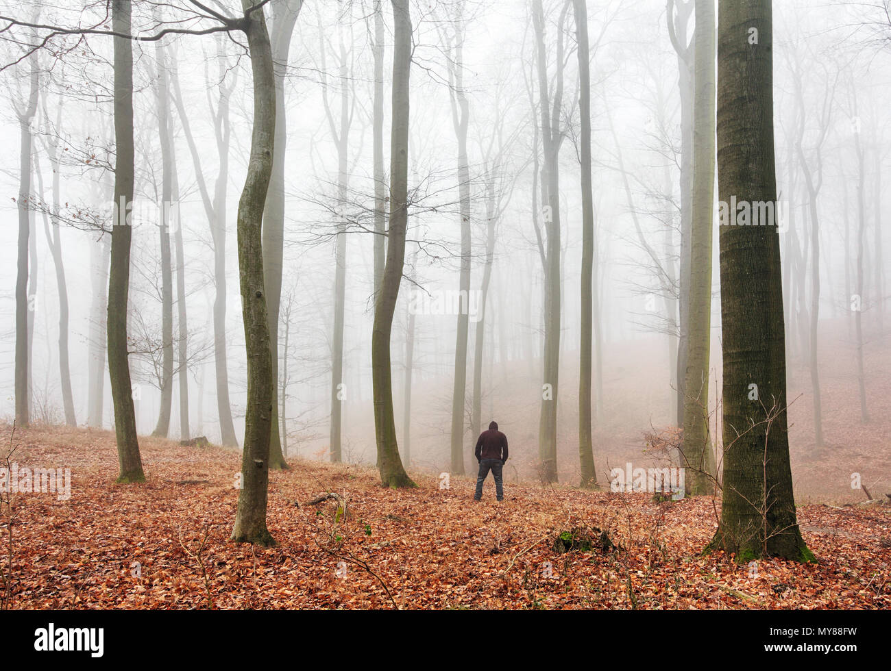 La nebbia copre la silhouette degli alberi in Autunno, Foresta Foto Stock
