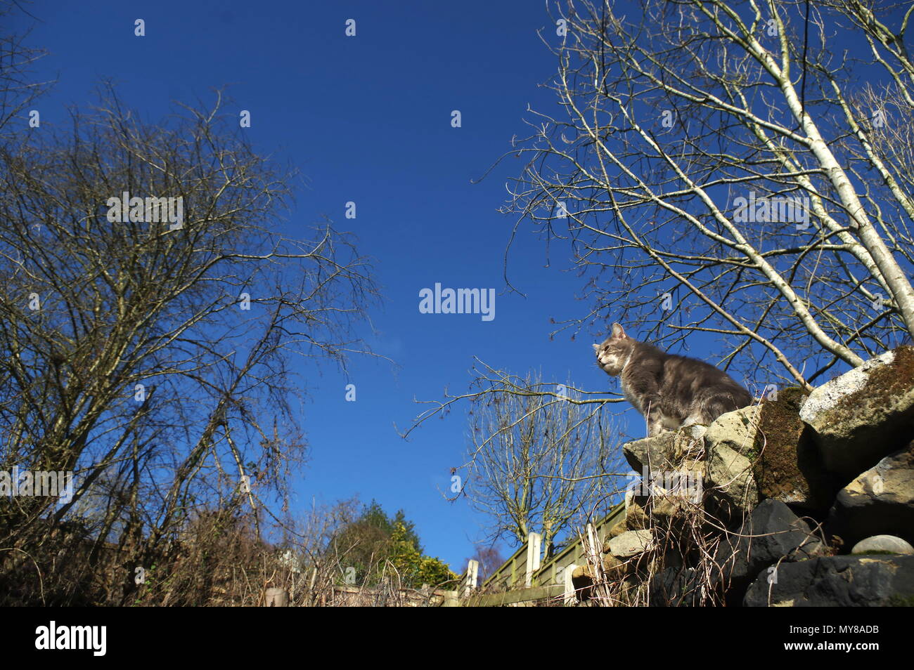 Tabby gatto sul muro del giardino Foto Stock