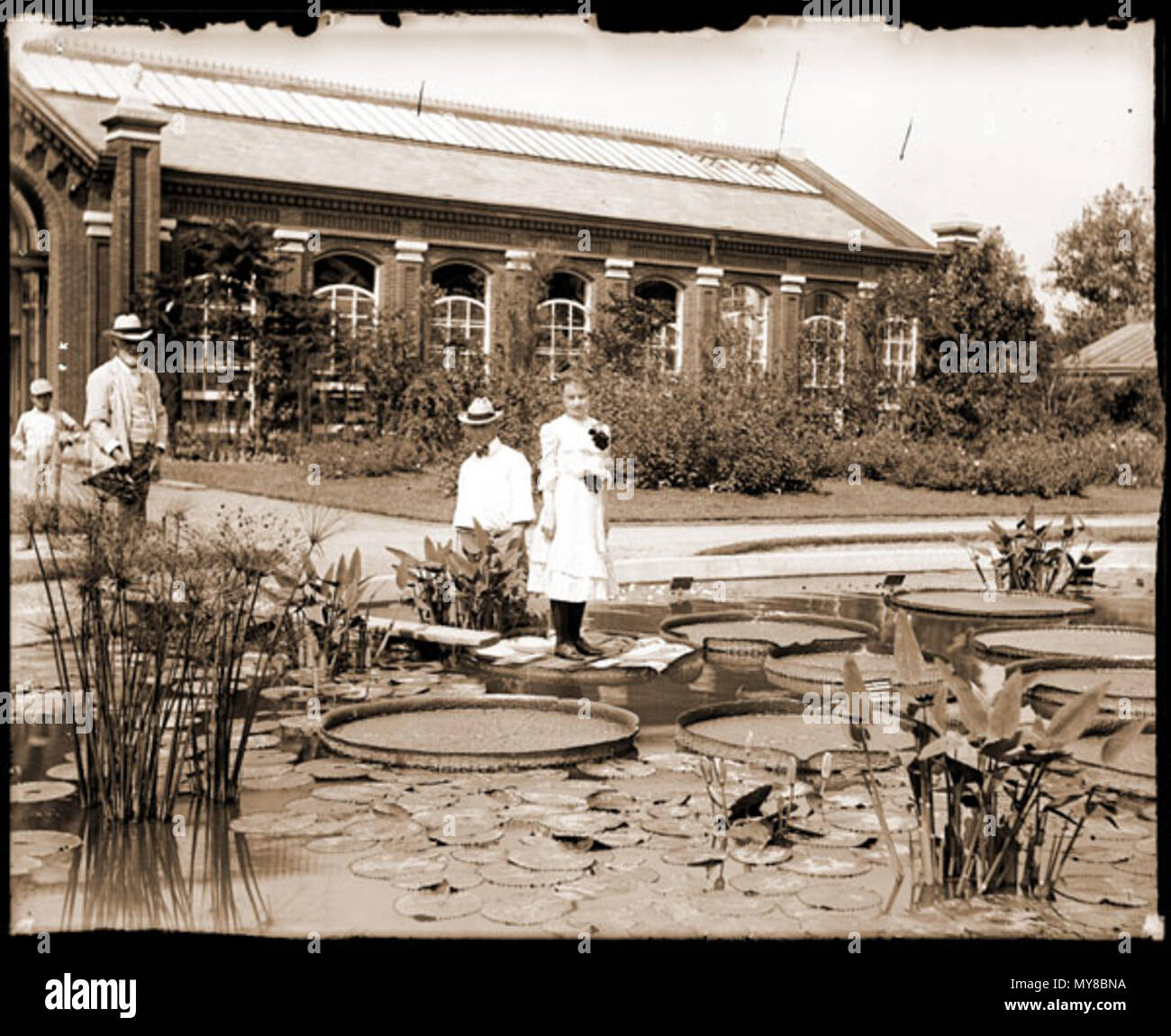 . Donna in piedi su una foglia di Victoria cruziana nel laghetto di gigli di fronte alla casa Linnaean del Missouri Botanical Garden. Notare il foglio di legno utilizzati per distribuire il suo peso, in modo da evitare il ripping del delicato foglie . 1902. Del Giardino Botanico del Missouri. GPN 1983-0186 568 donna in piedi su Victoria cruziana Foto Stock