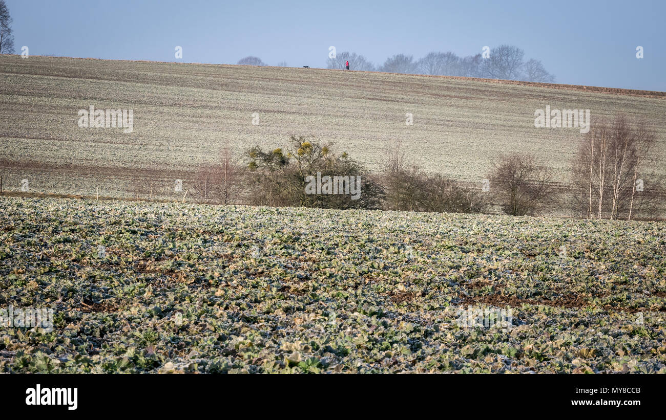 Scena di campagna. Una persona che cammina il suo cane in lontananza, circondato da sterile, congelati terreno agricolo. Sassonia, Germania Foto Stock