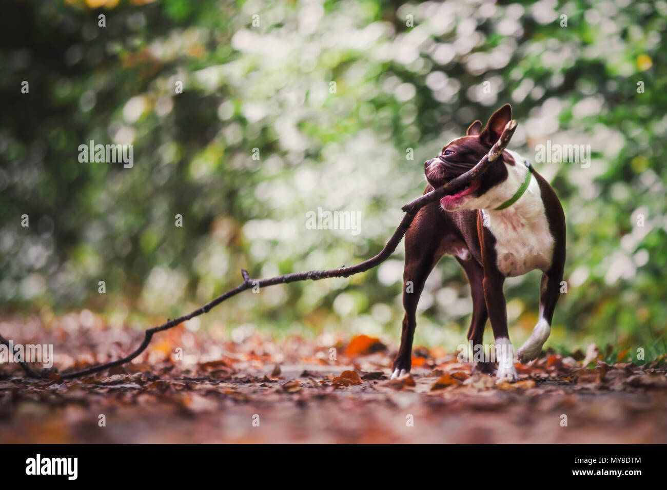 Boston Terrier in ambiente rurale, che trasportano grandi stick in bocca Foto Stock
