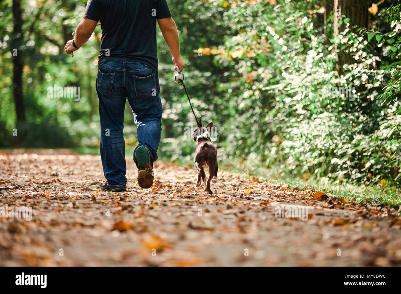 Uomo che cammina cane in ambiente rurale, bassa sezione, vista posteriore Foto Stock