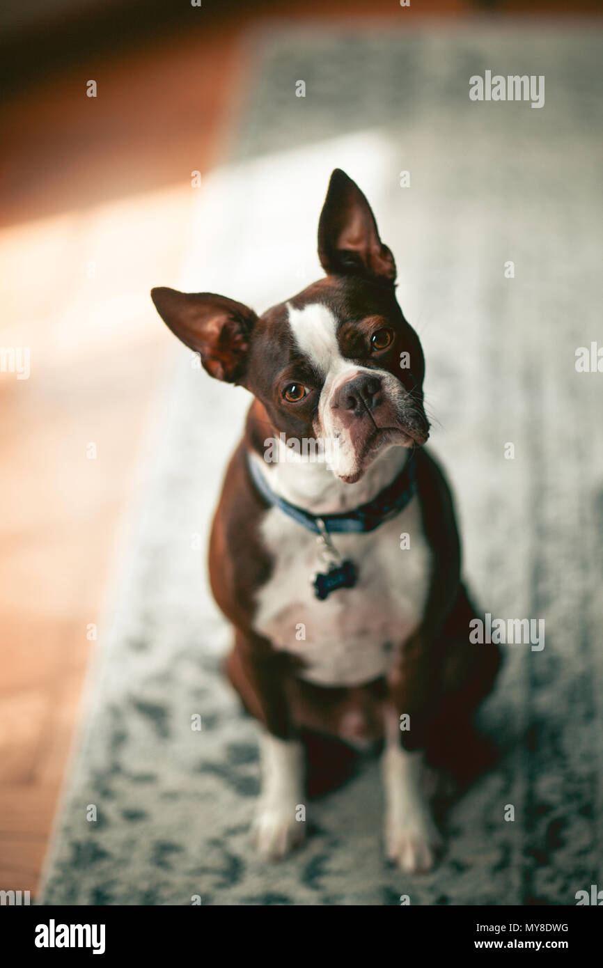 Ritratto di Boston Terrier, testa dritto guardando la fotocamera Foto Stock