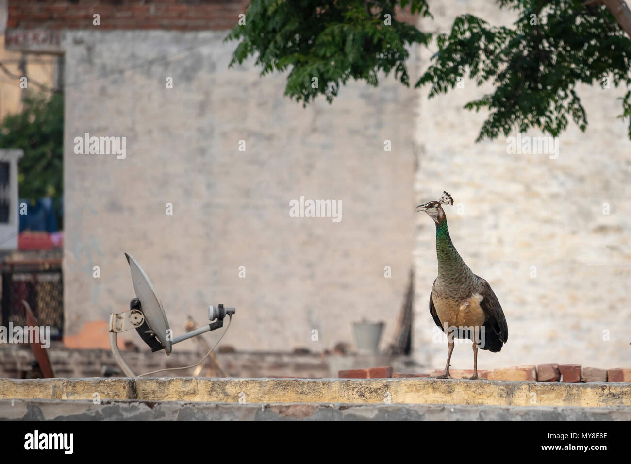 Un roaming Peahen intorno alla mia casa in Jalandhar, Punjab. Foto Stock