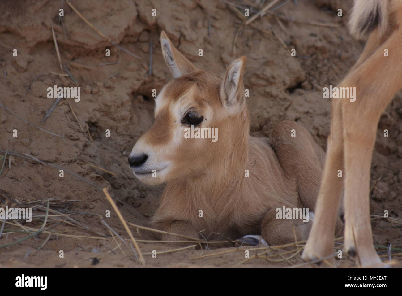 Arabian Oryx, Dubai Desert Riserva Naturale Foto Stock