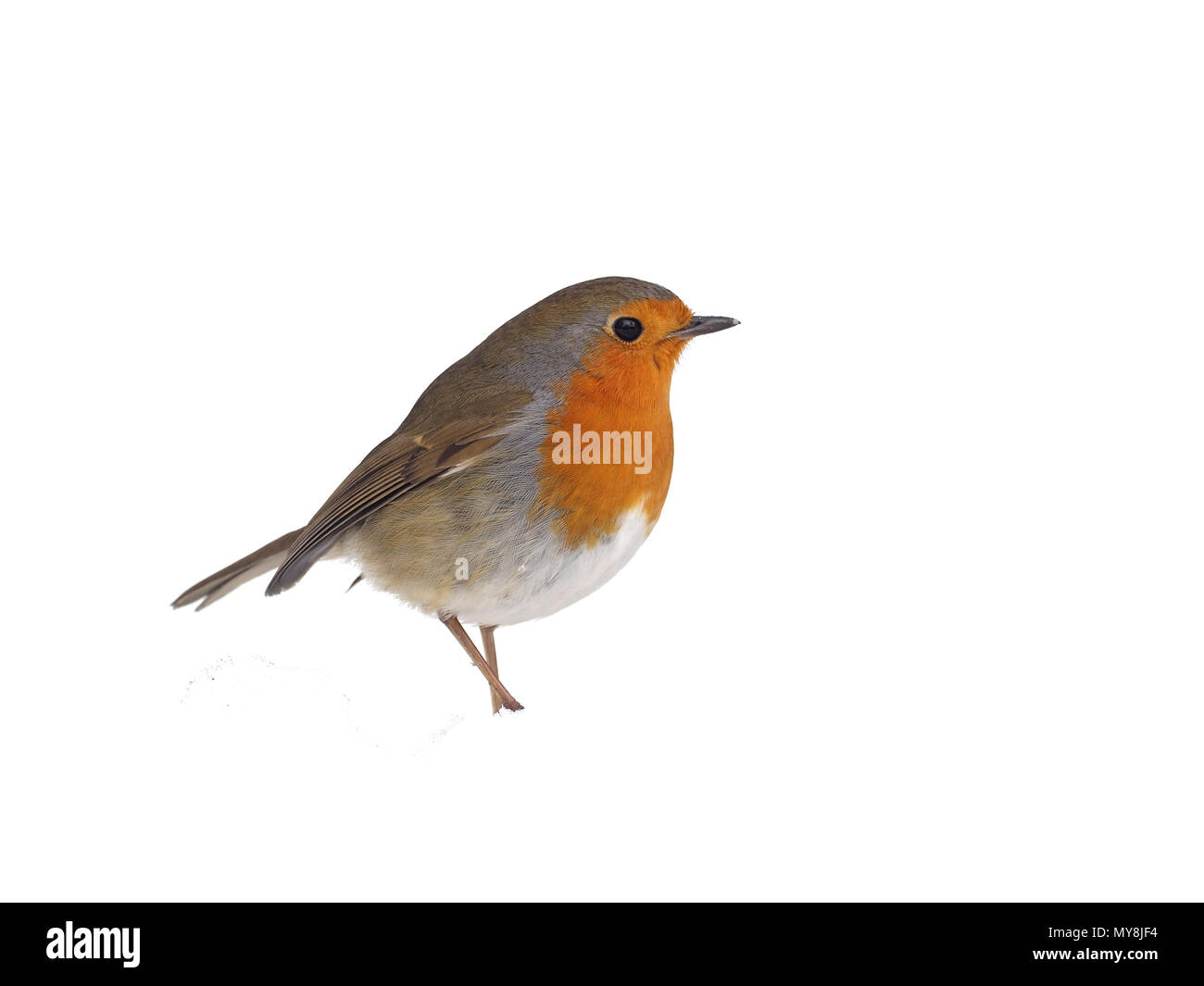Robin, Erithacus rubecula, singolo uccello in snow, Warwickshire, Marzo 2018 Foto Stock