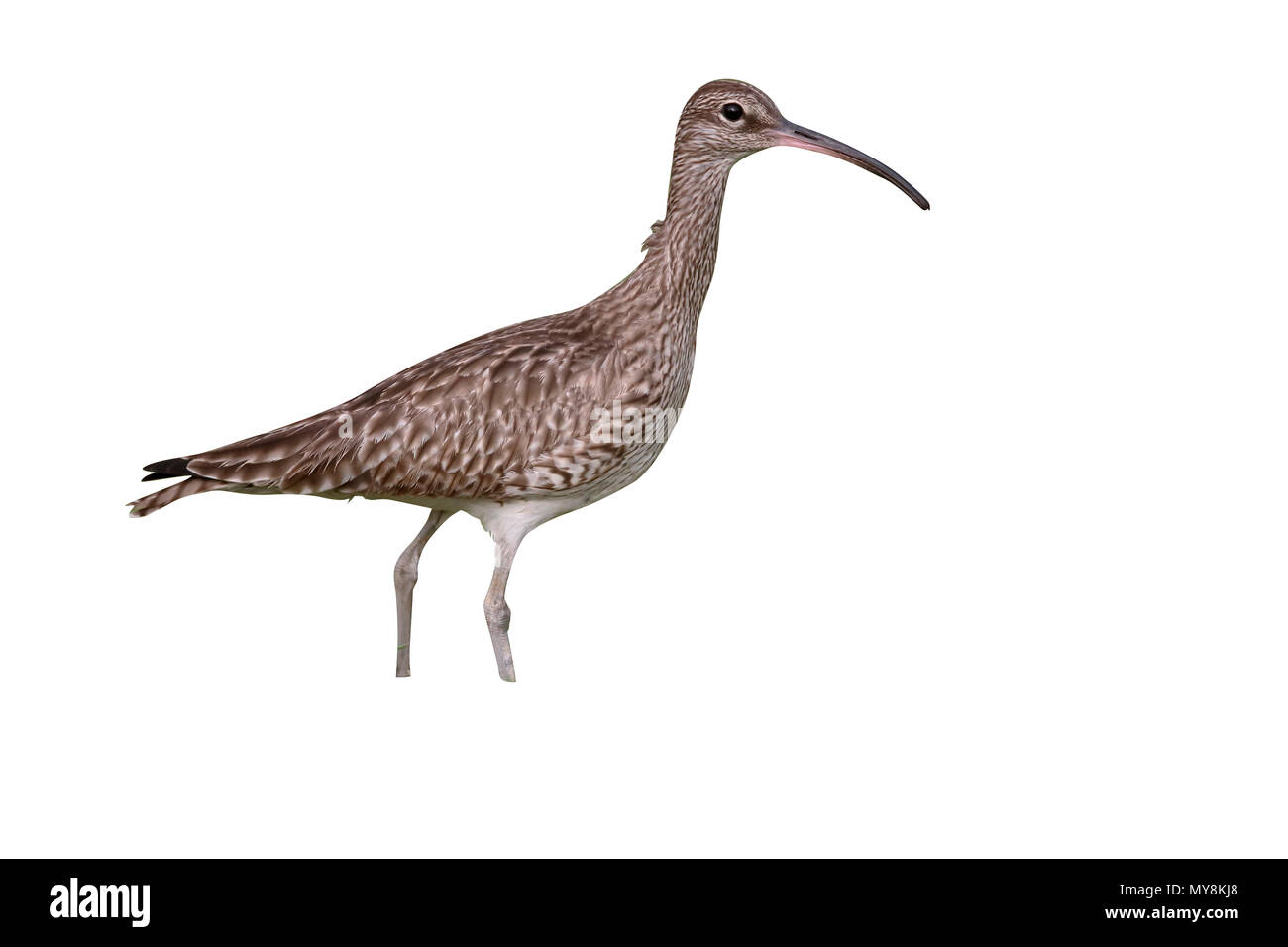 Whimbrel, Numenius phaeopus, singolo uccello sull'erba, Gambia, Febbraio 2016 Foto Stock