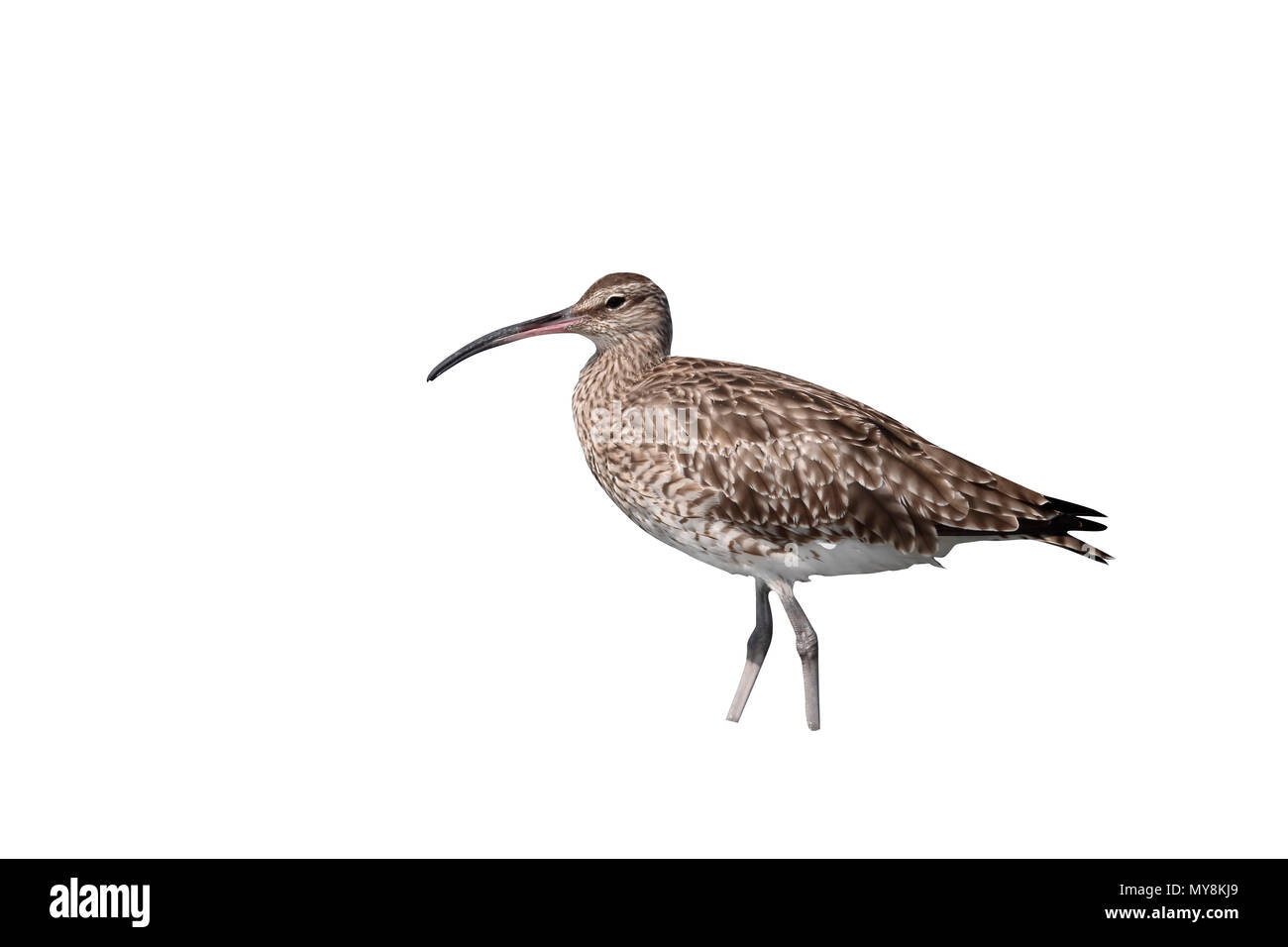 Whimbrel, Numenius phaeopus, singolo uccello in acqua, Gambia, Febbraio 2016 Foto Stock