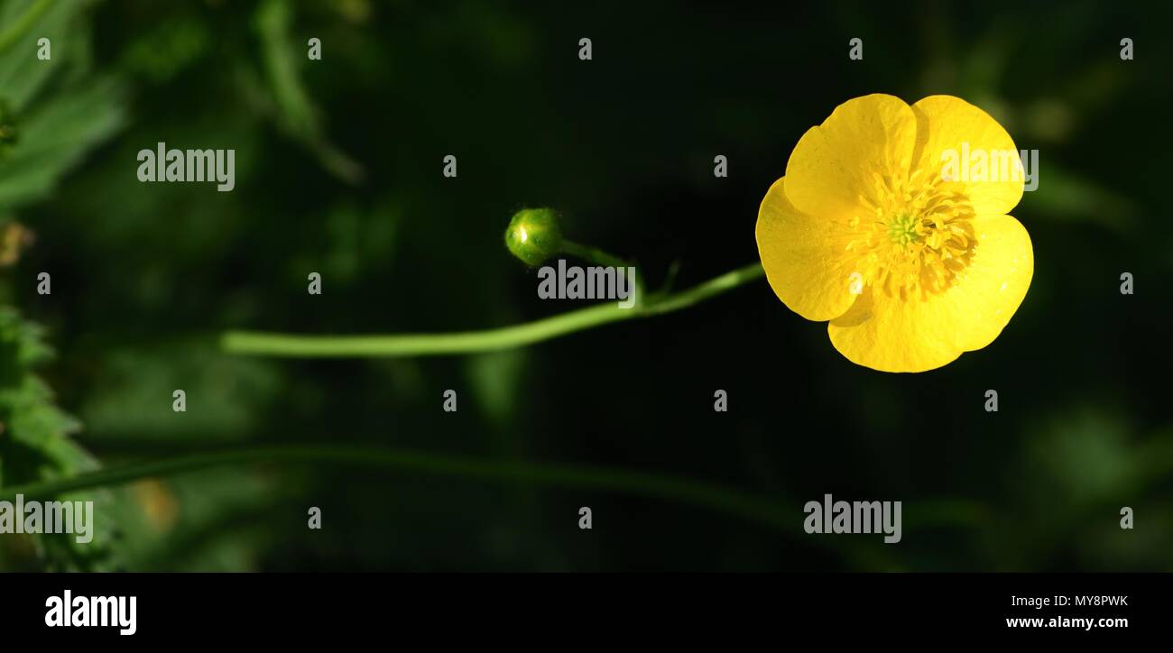 Un primo piano di un prato Buttercup illuminata dal sole Foto Stock