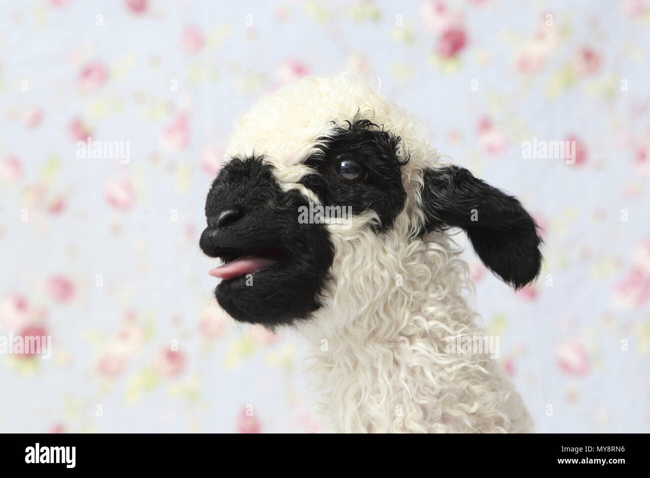 Vallese Blacknose pecore. Ritratto di un agnello (10 giorni), belati. Studio Immagine contro uno sfondo blu con fiori di rose stampa. Germania Foto Stock