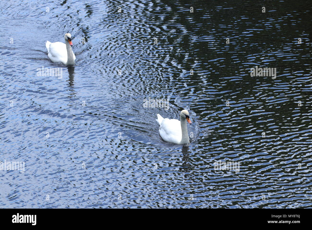 Una coppia di cigni nuotare lungo il fiume Aire a Leeds Foto Stock